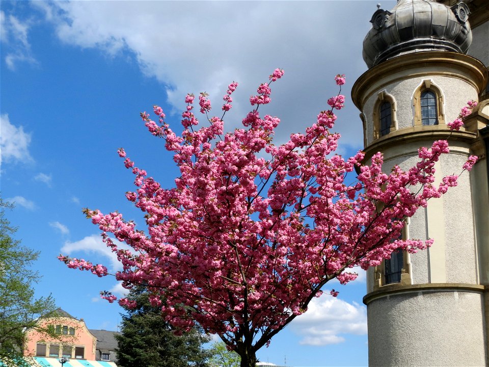 Blüte der Japanischen Zierkirsche (Prunus serrulata) in Hockenheim