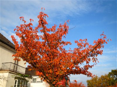 Zierkirsche (Prunus serrulata) in Hockenheim