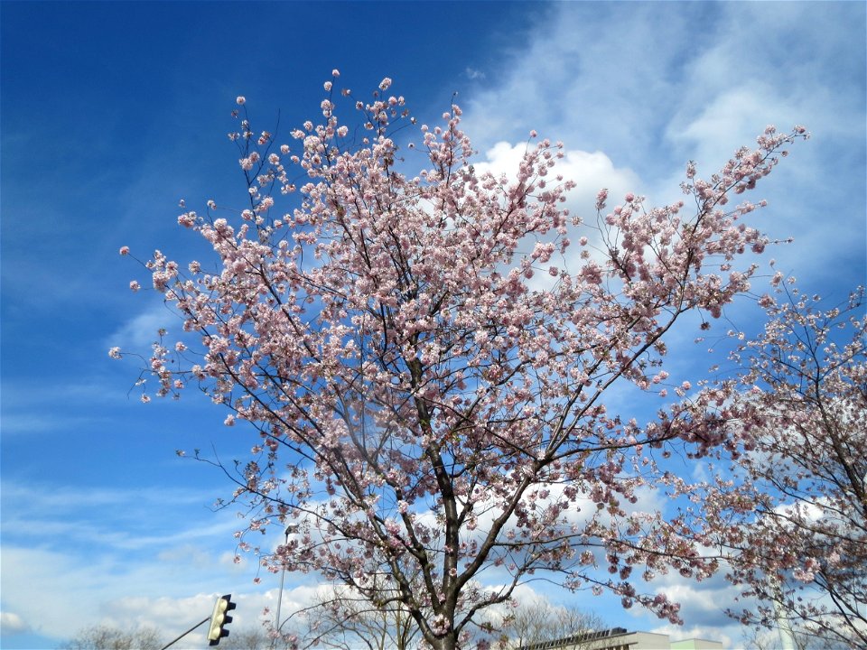 Japanische Zierkirsche (Prunus serrulata) in Heidelberg