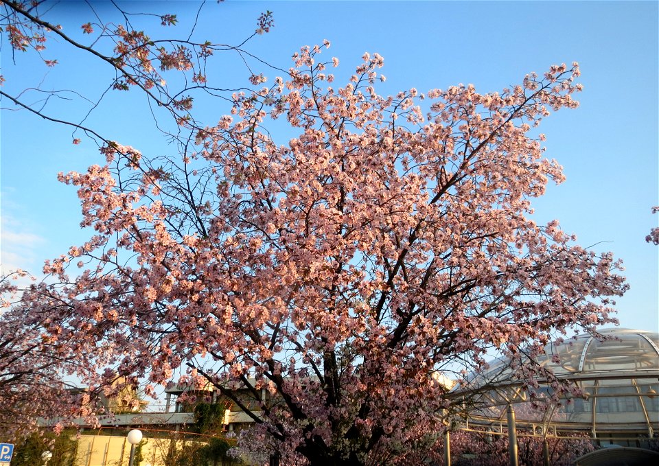 Japanische Zierkirsche (Prunus serrulata) in Heidelberg