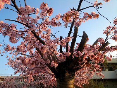 Japanische Zierkirsche (Prunus serrulata) in Heidelberg