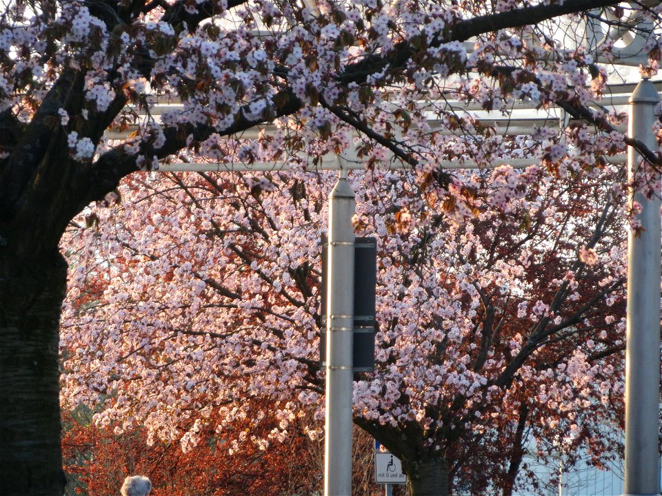 Japanische Zierkirsche (Prunus serrulata) in Heidelberg