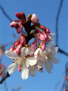 Blüte der Japanischen Zierkirsche (Prunus serrulata) in Hockenheim