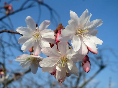 Blüte der Japanischen Zierkirsche (Prunus serrulata) in Hockenheim