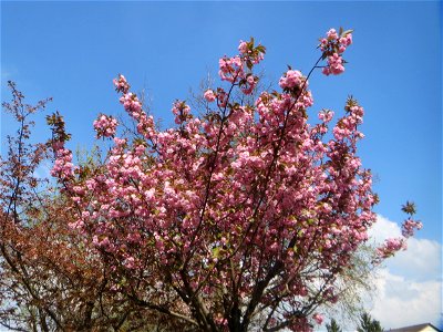 Japanische Blütenkirsche (Prunus serrulata) in Hockenheim