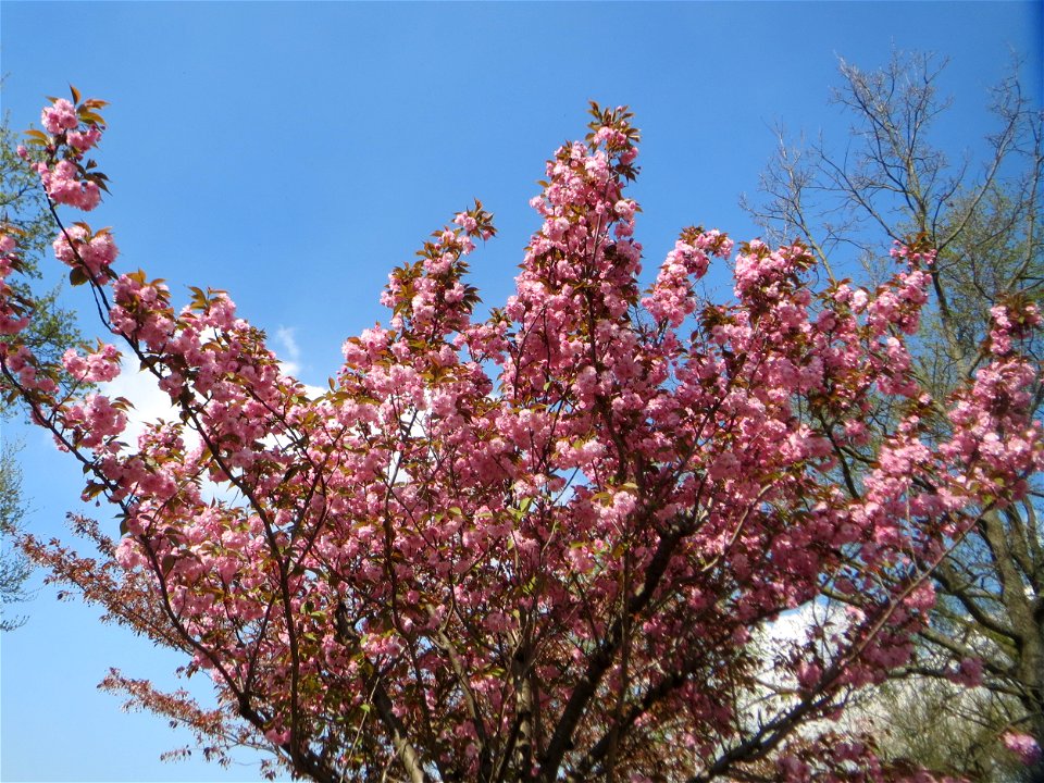 Japanische Blütenkirsche (Prunus serrulata) in Hockenheim