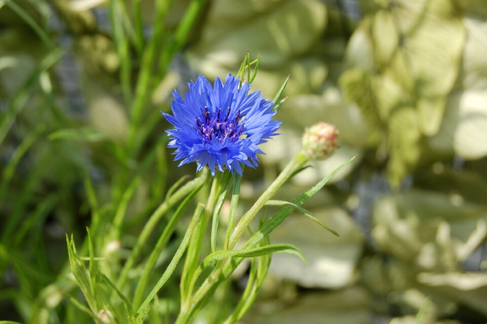 Nature flower summer