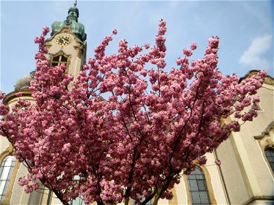 Japanische Blütenkirsche (Prunus serrulata) in Hockenheim