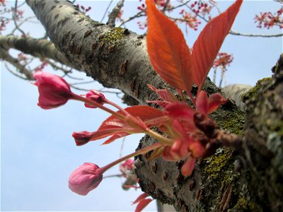 Zierkirsche (Prunus serrulata) in der Dr.-Gördeler-Allee in Hockenheim - Die Blüten kommen teilweise direkt aus dem Baumstamm