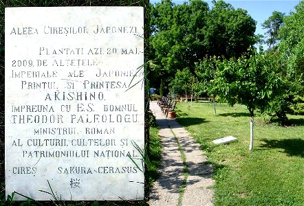 Alley of Japanese cherry trees in Herăstrău Park, Bucharest