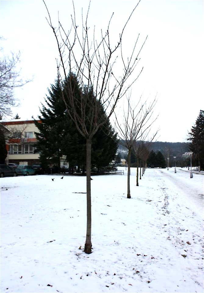 okrasná třešeň Prunus serrulata