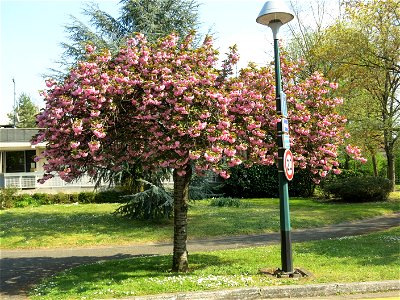 Some prunus in flowers in the parc de l'Aulnaye à Vaires-sur-Marne (Seine-et-Marne, France).
