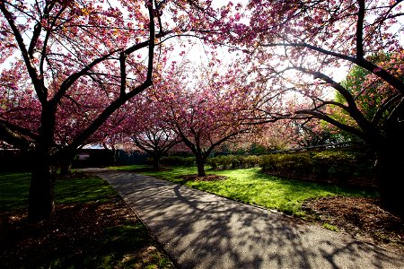 Cherry blossoms (post-bloom) at the Brooklyn Botanic Garden photo
