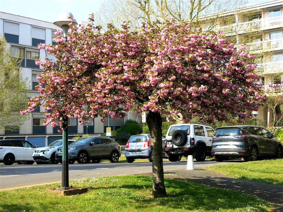 Some prunus in flowers in the parc de l'Aulnaye à Vaires-sur-Marne (Seine-et-Marne, France).