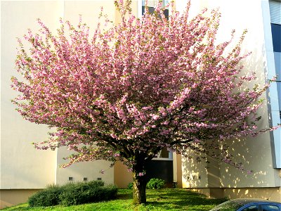 Some prunus in flowers in the parc de l'Aulnaye à Vaires-sur-Marne (Seine-et-Marne, France).