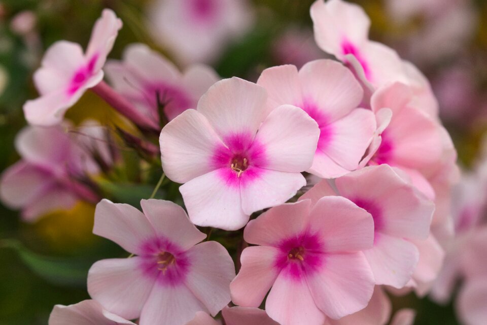 Close up pink bloom photo