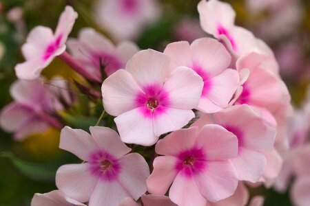 Close up pink bloom
