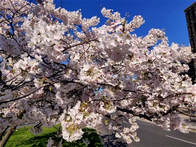 flowers in spring