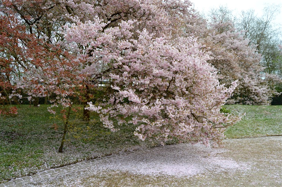 The japanese garden of Hasselt.
