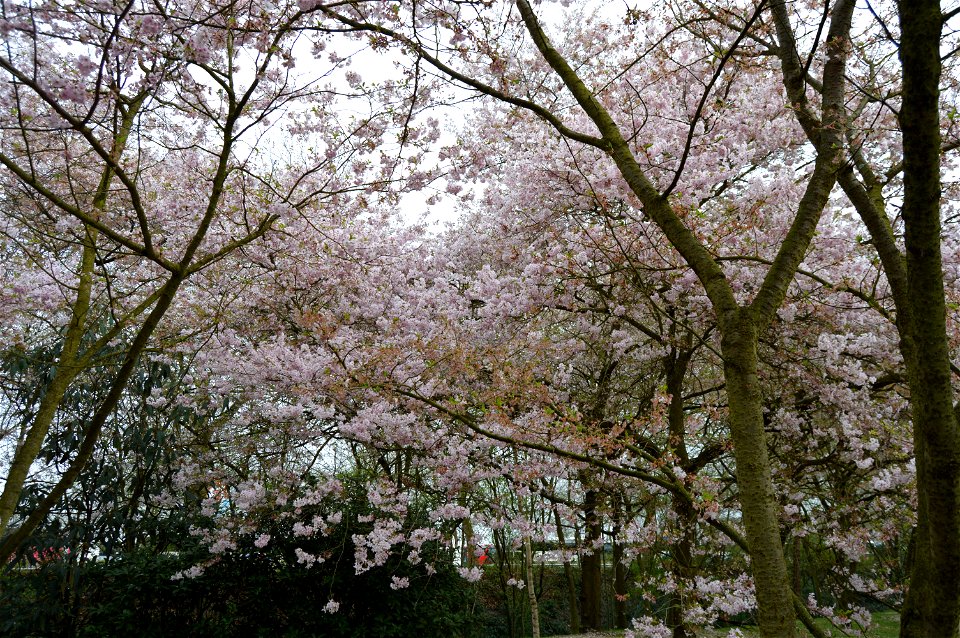 The japanese garden of Hasselt.