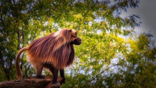 Primates animal world close up photo