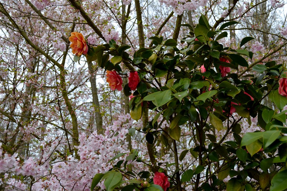 The japanese garden of Hasselt.