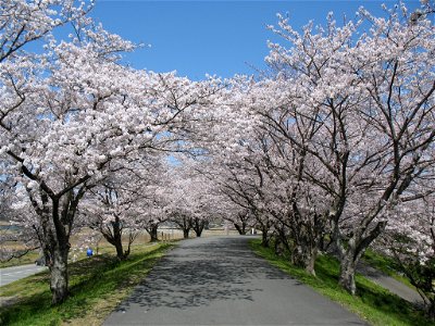 Cherry Blossom "Tunnel" along the Miya River, the city of Ise, Mie Prefecture, Japan