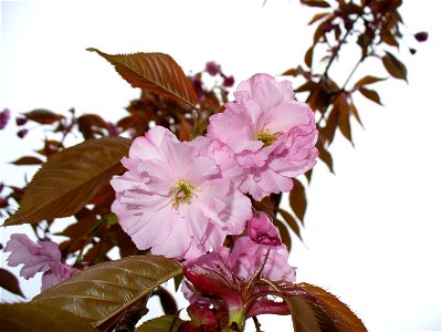 I am the originator of this photo. I hold the copyright. I release it to the public domain. This photo depicts flowers.