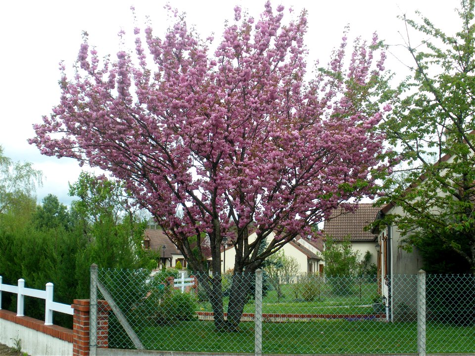 Prunus serrulata 'Sekiyama'