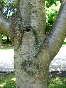 A picture of the bark of Prunus serrulata. photo