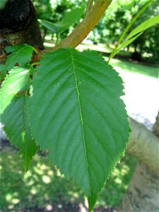 A picture of a leaf of Prunus serrulata. photo
