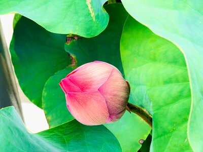 Green leaves beauty looking forward to
