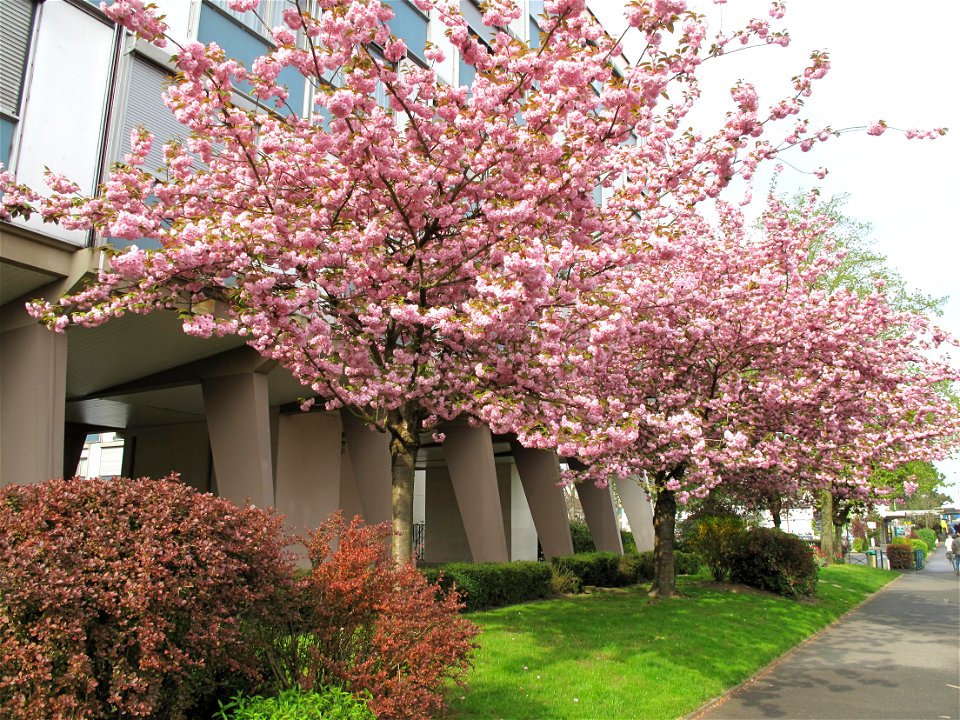 Flowering prunus at the parc de l'Aulnaye at Vaires-sur-Marne (Seine-et-Marne, France)