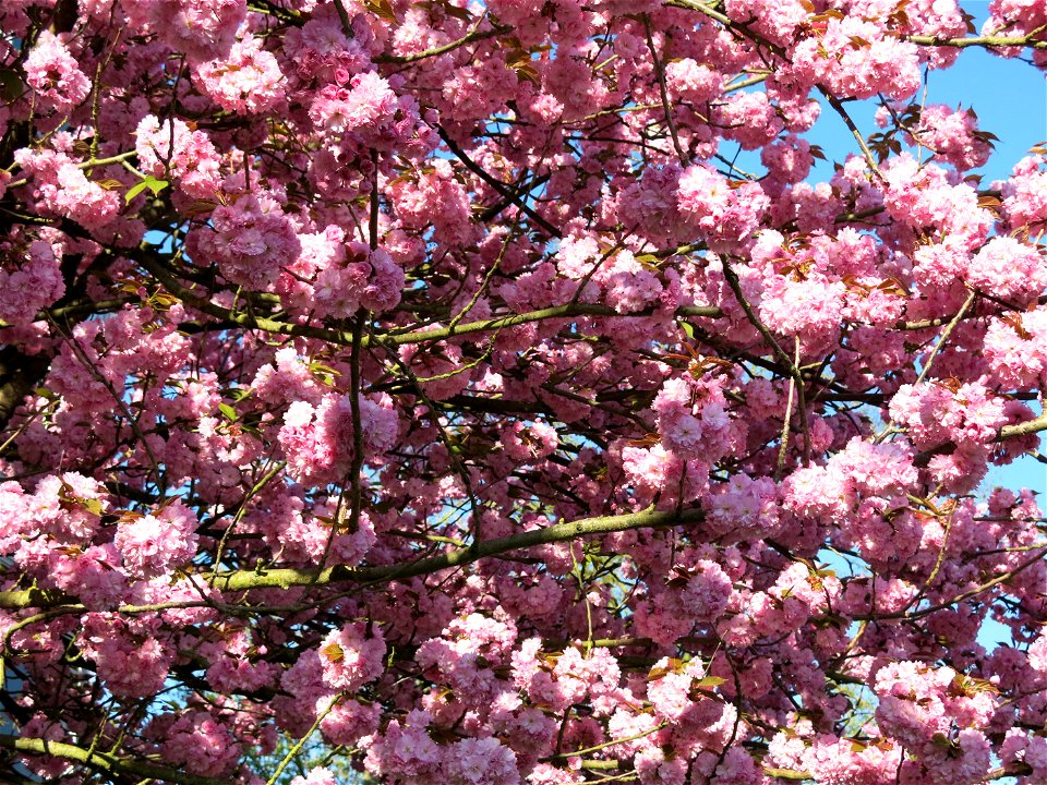 Flowering prunus at the parc de l'Aulnaye at Vaires-sur-Marne (Seine-et-Marne, France)