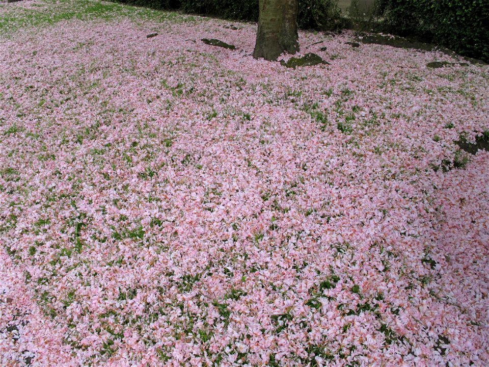Fallen petals of prunus of the parc de l'Aulnaye at Vaires-sur-Marne (Seine-et-Marne, France)