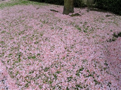 Fallen petals of prunus of the parc de l'Aulnaye at Vaires-sur-Marne (Seine-et-Marne, France) photo