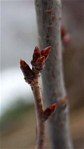 Prunus serrulata Amanogawa photo