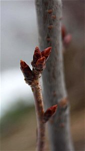 Prunus serrulata Amanogawa