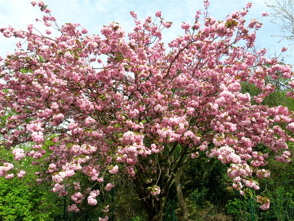 Flowering prunus serrulata at the parc de l'Aulnaye at Vaires-sur-Marne (Seine-et-Marne, France)