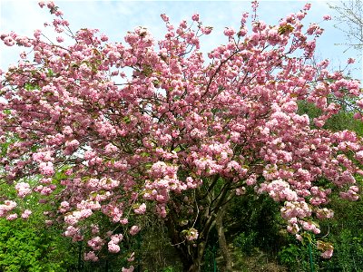 Flowering prunus serrulata at the parc de l'Aulnaye at Vaires-sur-Marne (Seine-et-Marne, France) photo