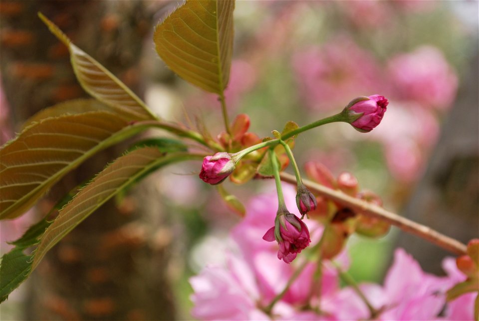 Buds on a flowering cherry tree (likely Prunus serrulata) in New York, USA.
