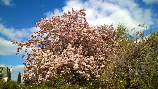 Flowering prunus serrulata in the coulée verte (rail trail) in Colombes (Hauts-de-Seine, France)