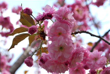 Flowering cherry tree (likely Prunus serrulata) in New York, USA.