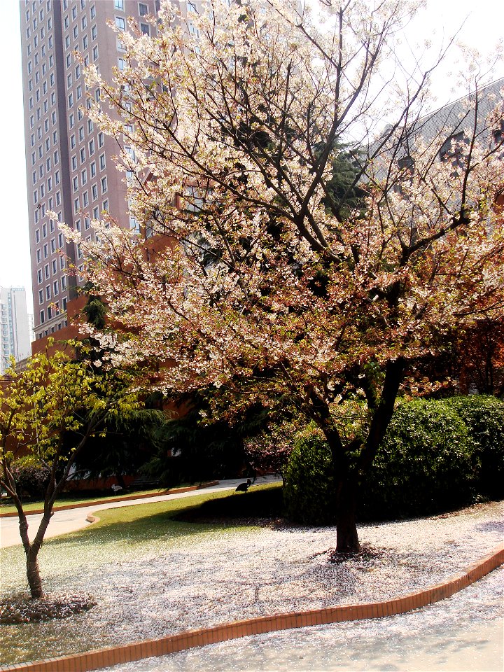 Prunus serrulata in Xuhui High School.