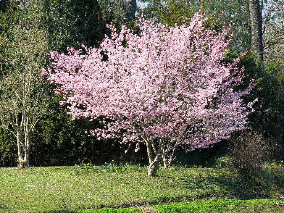 Prunus serrulata on the southern island of the inferior lake of the bois de Boulogne (Paris, France).