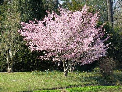 Prunus serrulata on the southern island of the inferior lake of the bois de Boulogne (Paris, France). photo