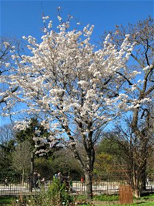 Prunus serrulata var. spontanea (japanese cherry with double flowers) with flowers in the Jardin des Plantes in Paris. Identified by its botanic label.