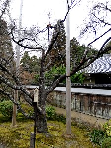 犬上郡甲良町池寺にある龍應山西明寺。不断桜のひとつ。 photo