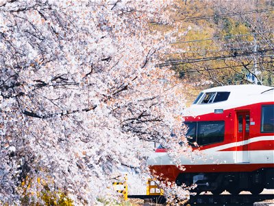 散りゆく桜と長野電鉄1000系ゆけむり（延徳～桜沢） photo