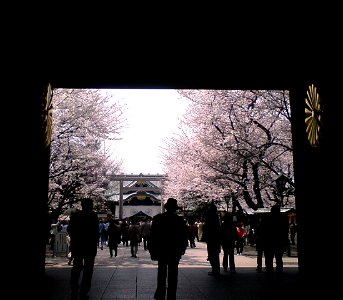 桜が咲き誇る靖国神社の境内。